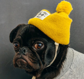 d03-Ing-Dog-Hat.jpg